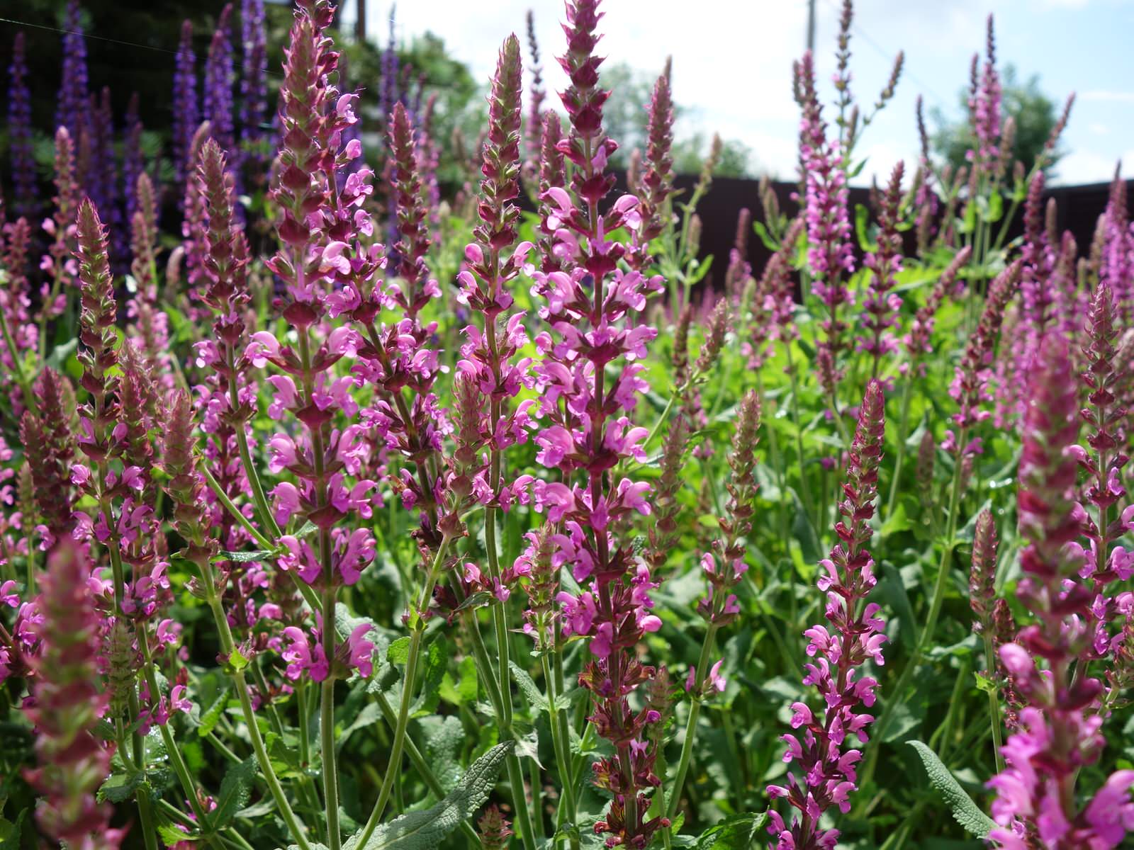 Сад с водоёмом