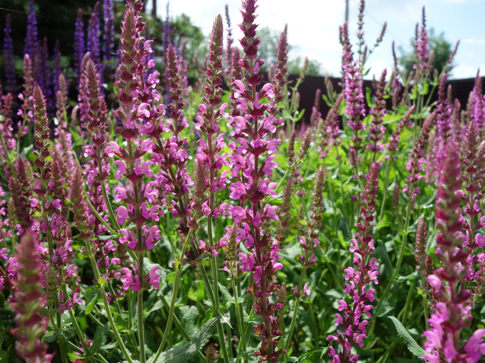 Сад с водоёмом