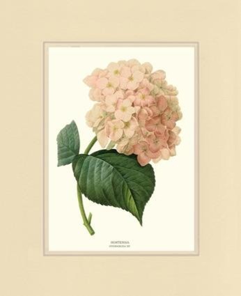 Vintage Botanical Flower Art Print: Hortensia