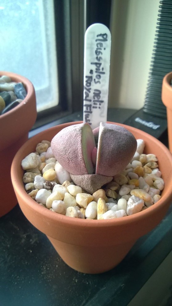 flapjack succulents Flapjack 'Desert Rose'  Green Acres Nursery & Supply