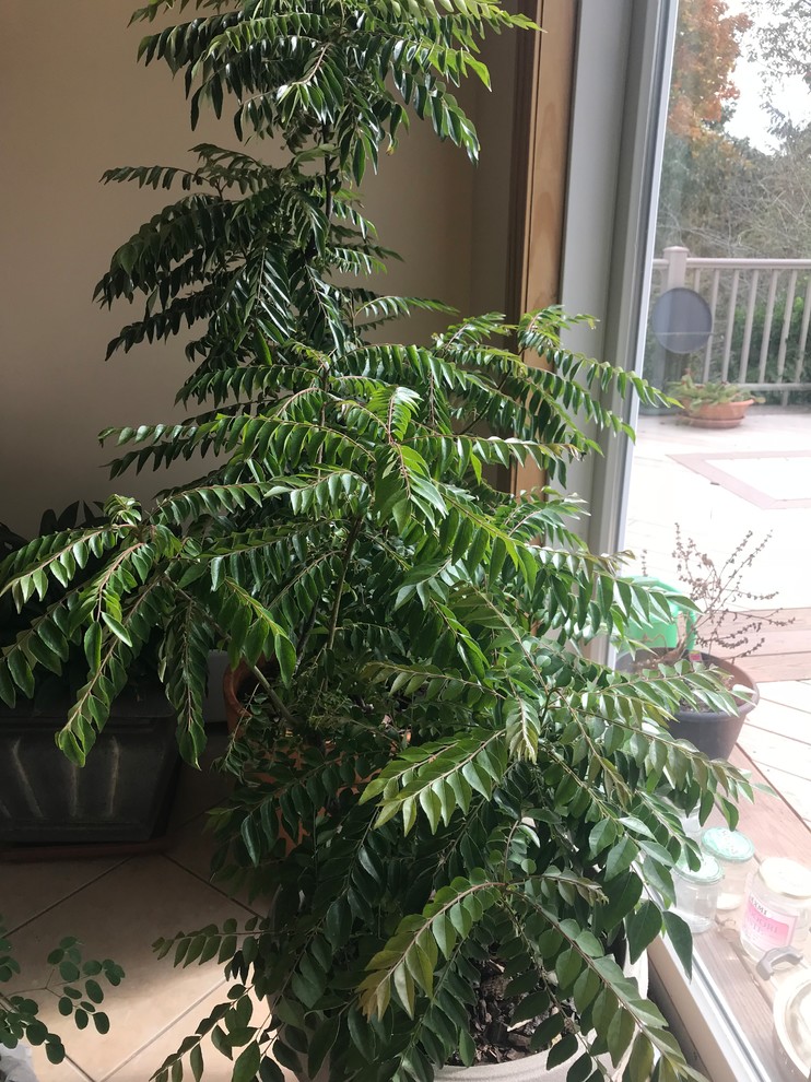 Mite control of Curry Leaf Plant being brought indoor for winter