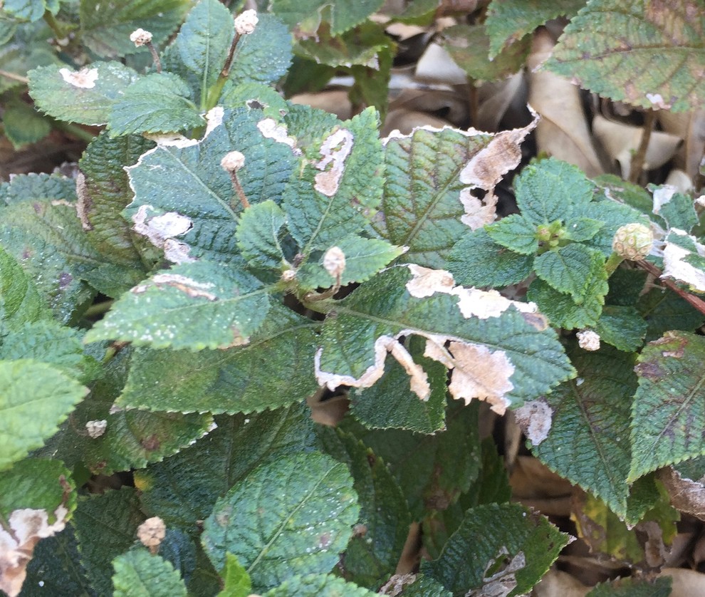 What is wrong with my Lantana