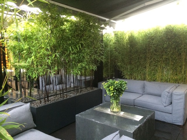 Piante Per Vasi Alti Da Esterno.Piante Sempreverdi Da Vaso Per Terrazza E Balcone