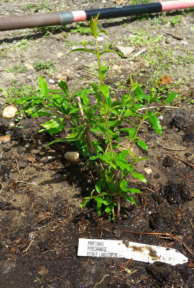 Parfianka Pomegranate growing on Long Island NY