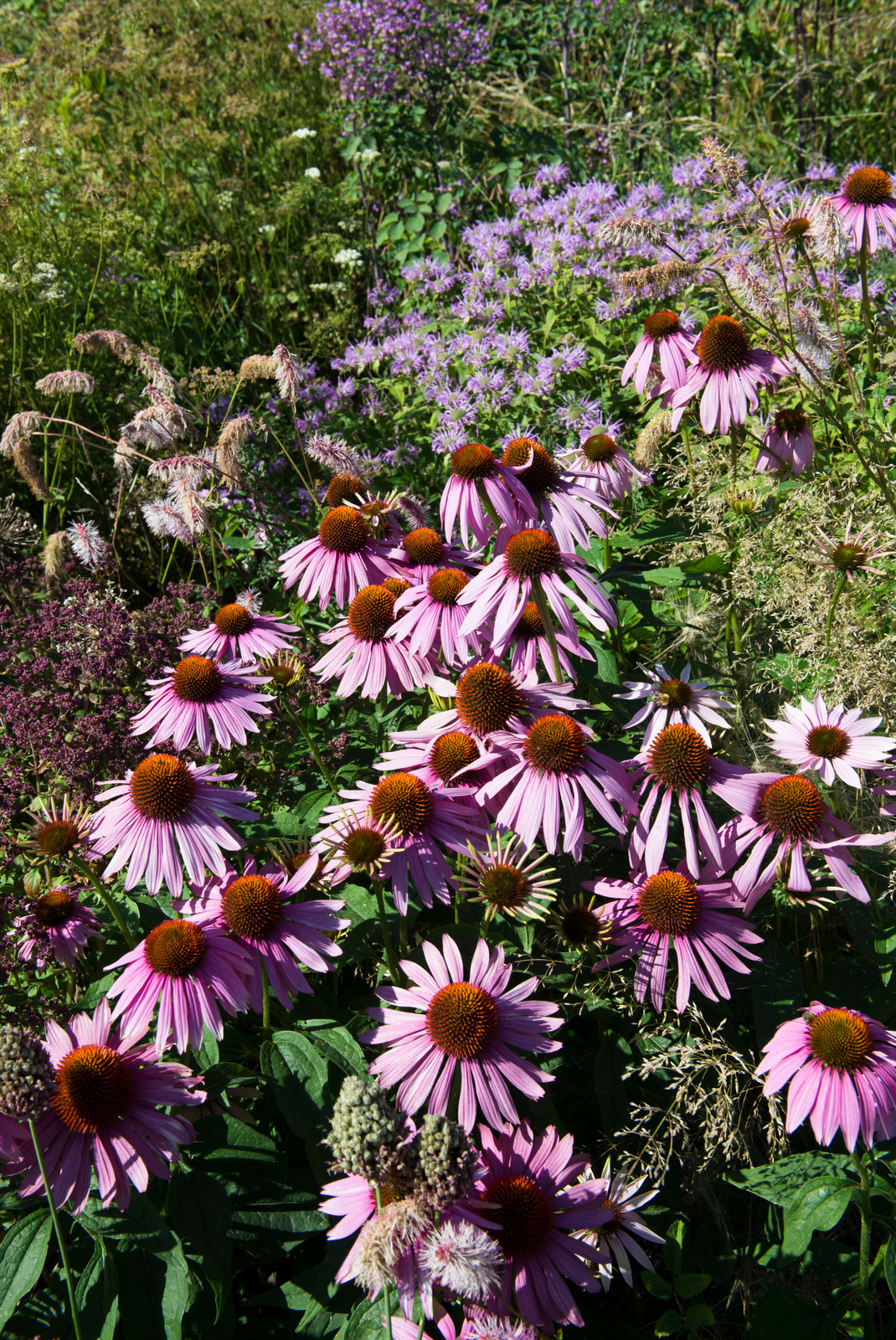 Большой сад в пригороде