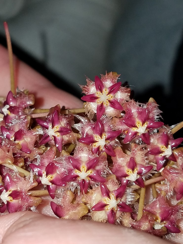 Preserving Hoya Flowers