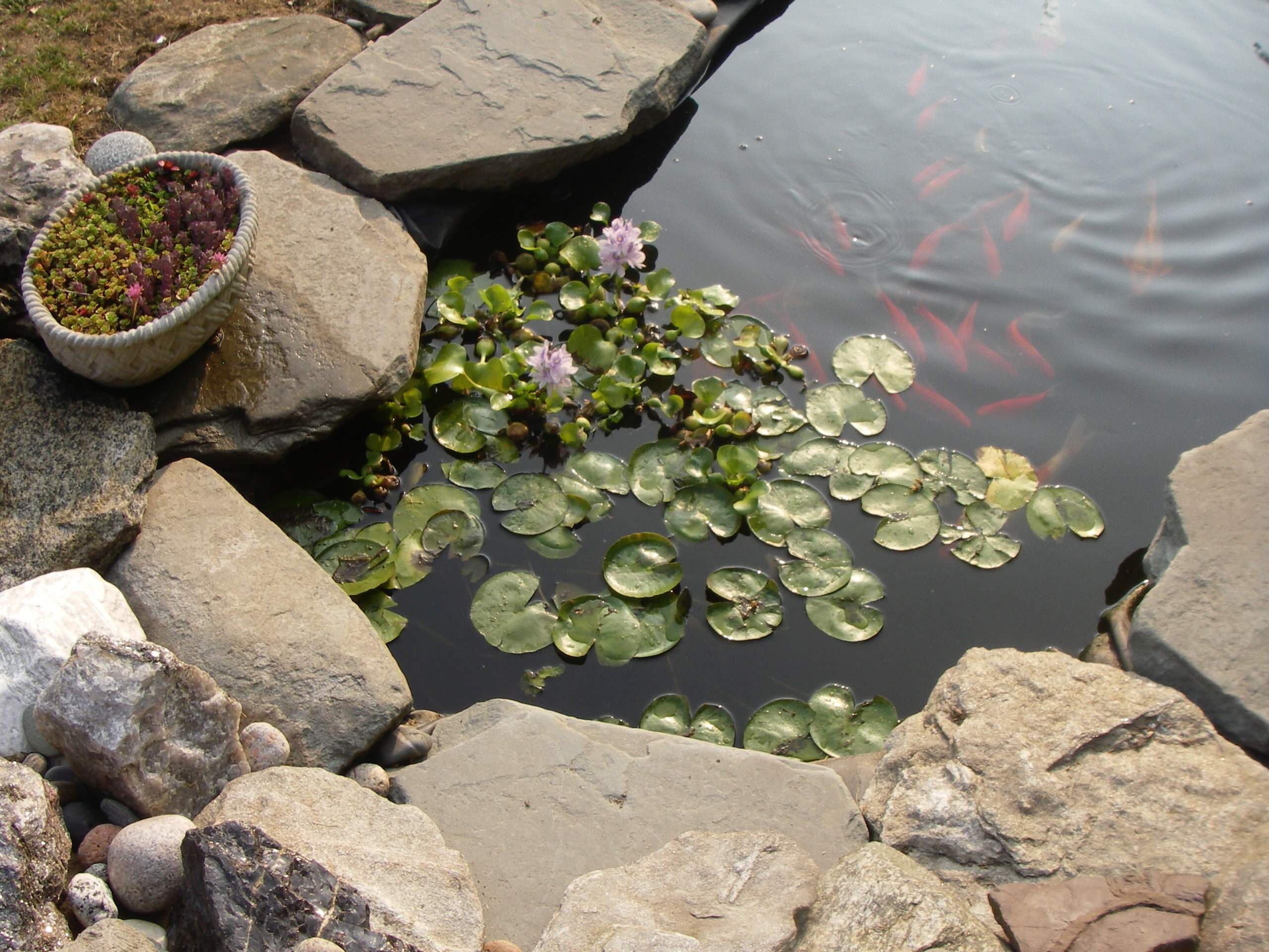 Littlefield Farm: Koi Pond Progression