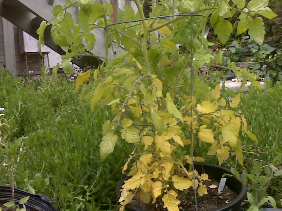 Cherry Tomato leaves getting really yellow