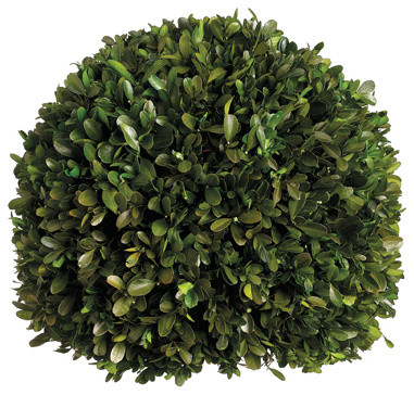 Silk Plants Direct Preserved Boxwood Ball, Pack of 1