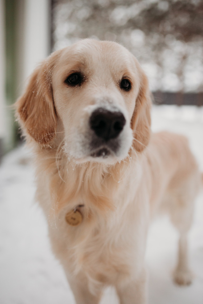 Дом в соснах