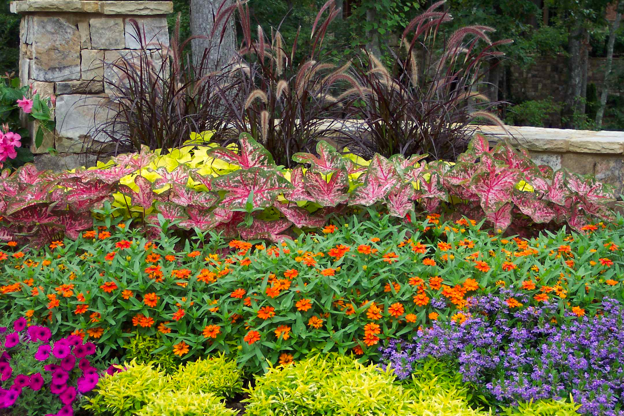 carpet plant Monte Carlo