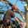 Teran's Affordable & Complete Tree Service