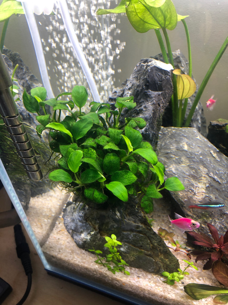 Акваскейп "Кубик" аквариум