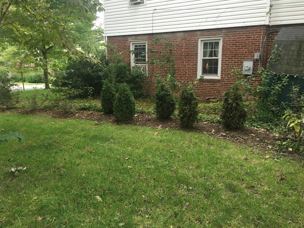 Emerald Arborvitae turning brown/grey from the inside