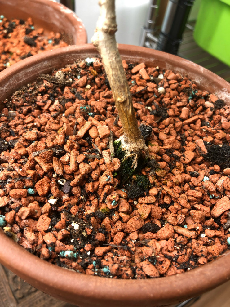 how to get rid of algea that grows on plant root and soil surface?