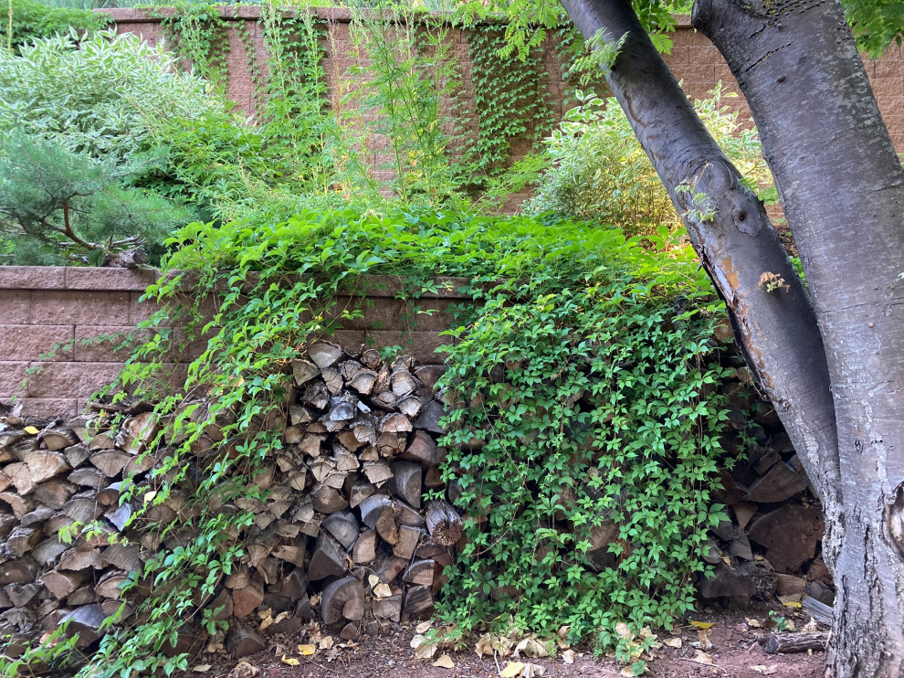 Geräumiger, Halbschattiger Mid-Century Garten im Herbst mit Betonboden in Denver