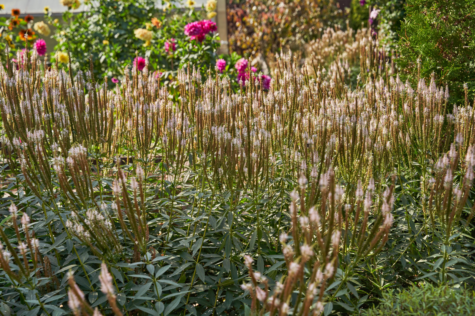 Сад в розовой дымке