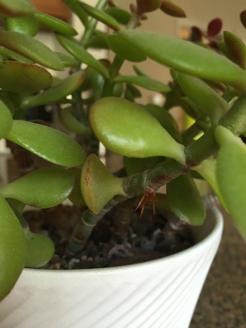 Jade plant growing roots on stem