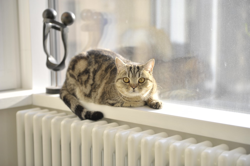 С видом на Неву