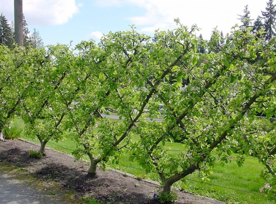 Inspiration for a traditional landscaping in New York.