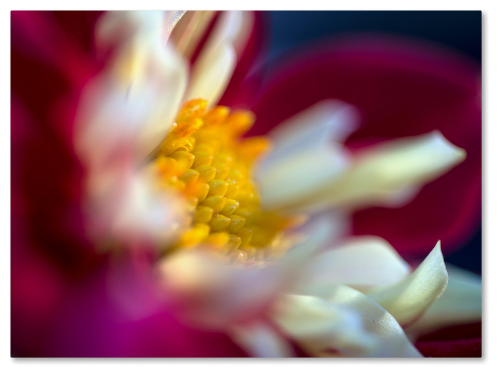 Kurt Shaffer A Different Kind Of Dahlia Canvas Art Traditional Prints And Posters By Trademark Global