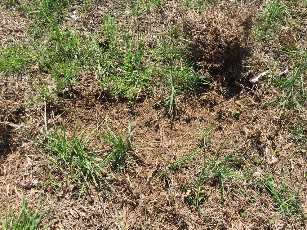 Why is my grass dead