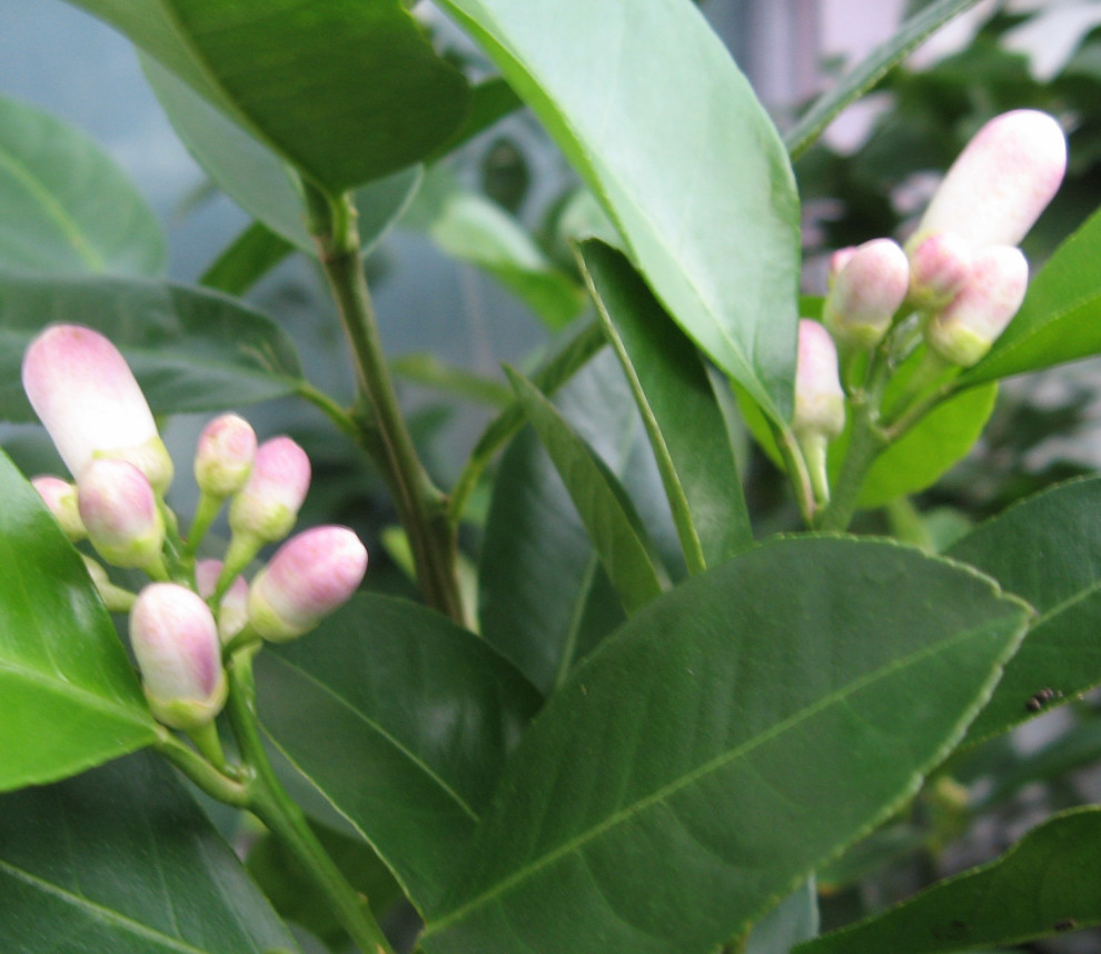 Cold hardy citrus trees
