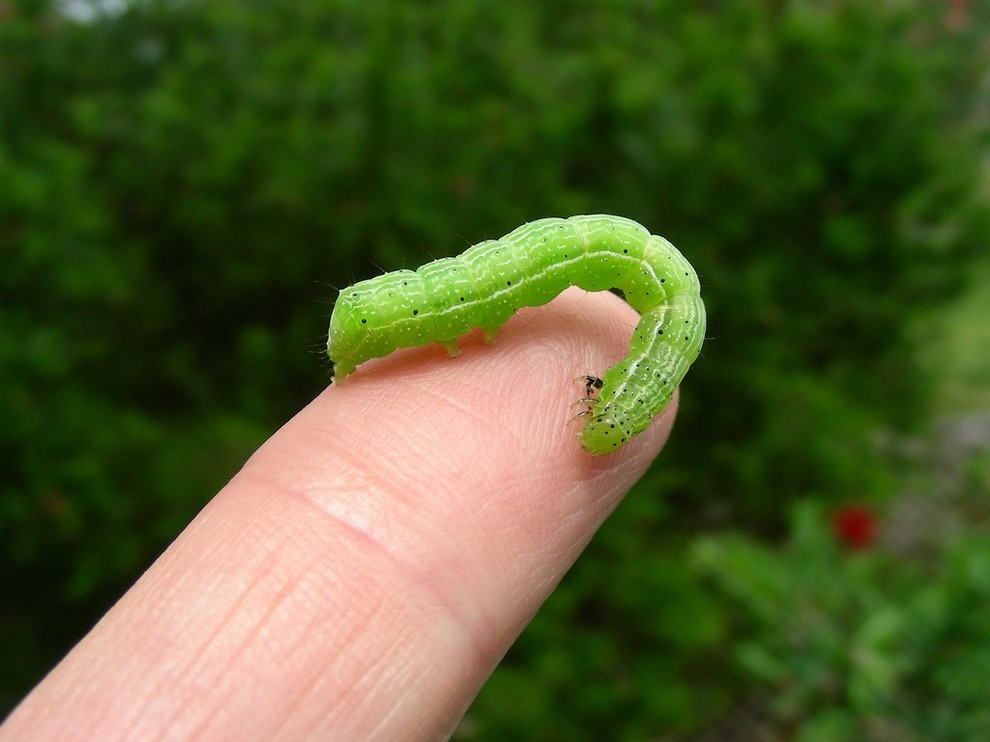 Green Caterpillars