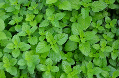 12 Essential Herbs for Your Edible Garden