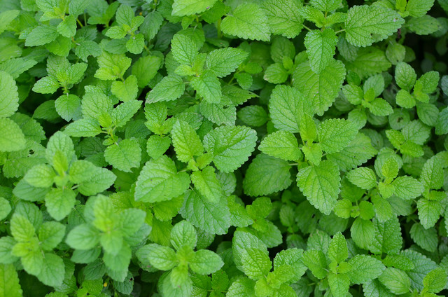 Lemon Balm klassisk-have