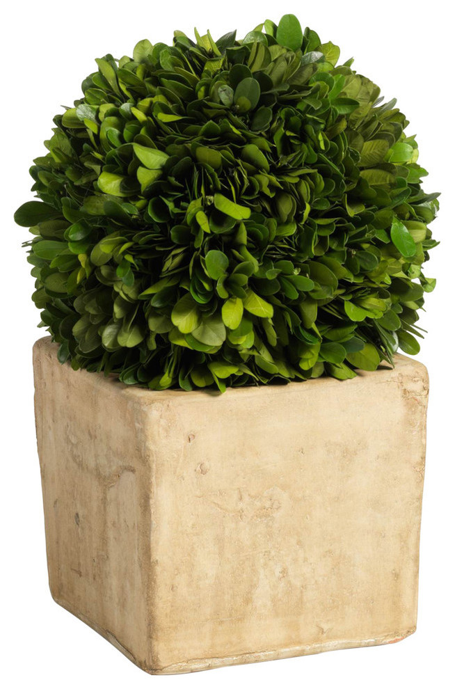 9.5 in. Tall Carina Preserved Boxwood Topiary in Green