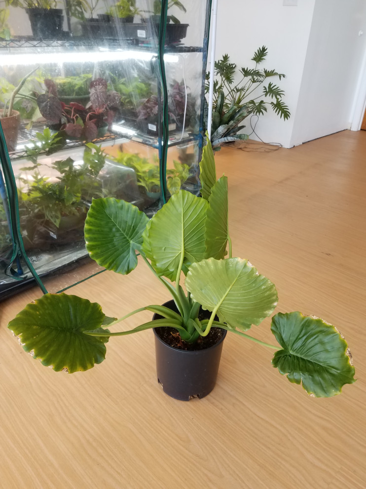 How to tell the difference between Alocasia and Colocasia?