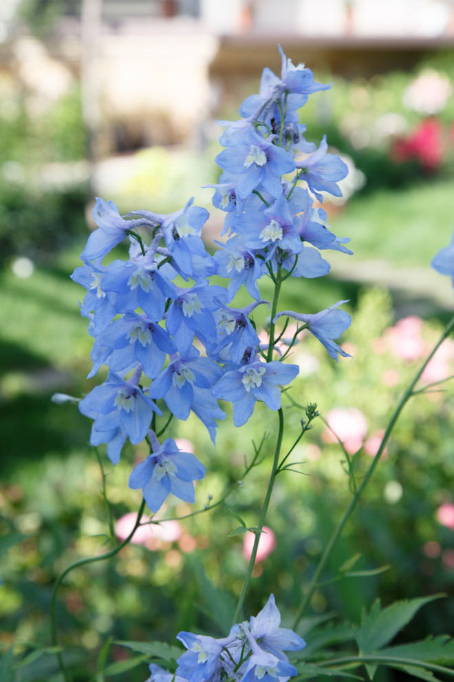 Портреты растений