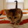 Last commented by Laska Leo