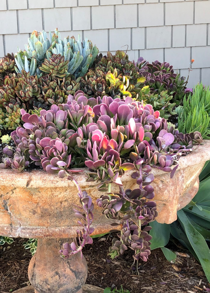 Succulent pots & walls