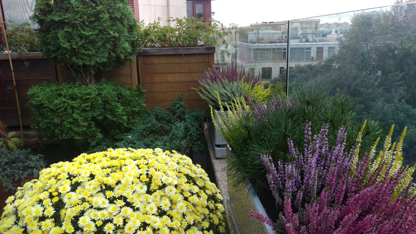 Сад на балконе