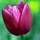 Last commented by Ruth B (zone 8a)