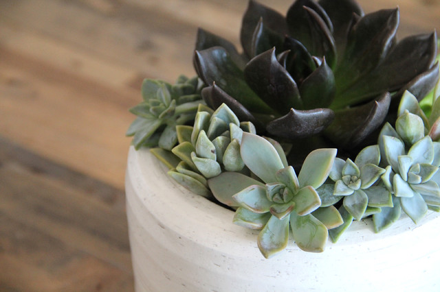 Arrangements contemporary-garden