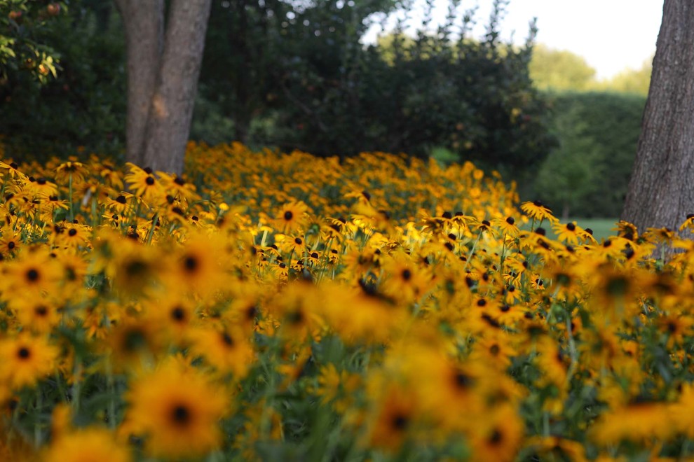 Inspiration for a mid-sized transitional full sun backyard formal garden in New York for summer.