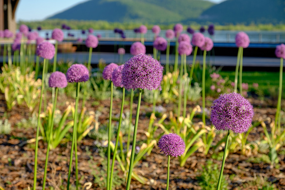 Луки в саду