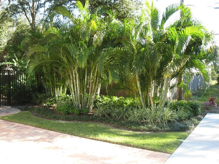 Traditional garden in Tampa.