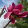 Last commented by Buckeye_513 (USDA Zone 6b)
