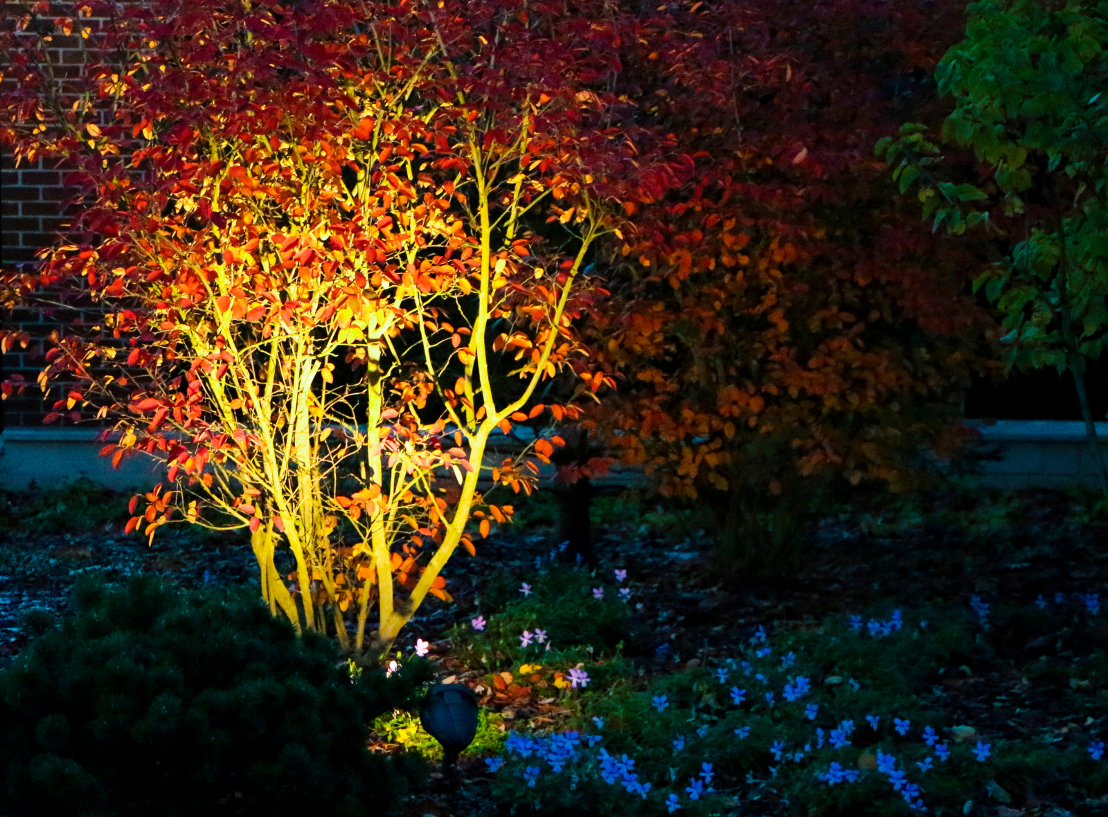 Горки-10, ночной сад, 2017-2020 гг.