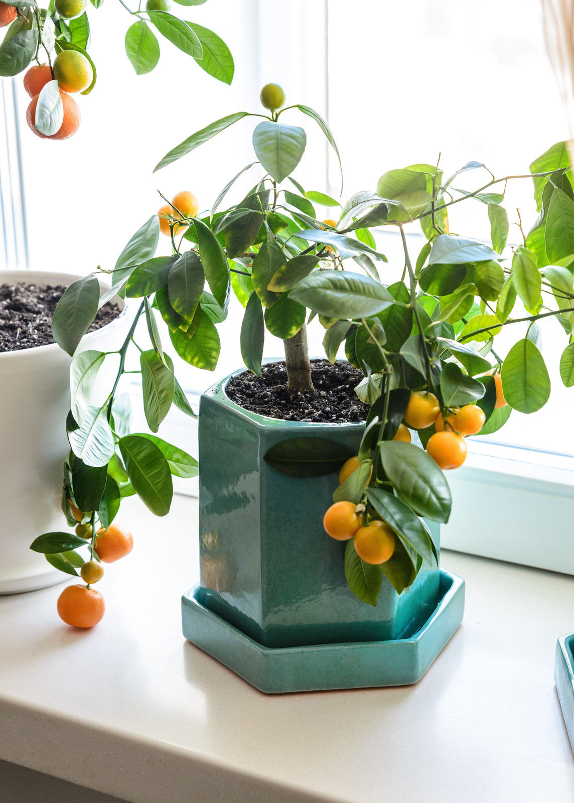 Озеленение квартиры