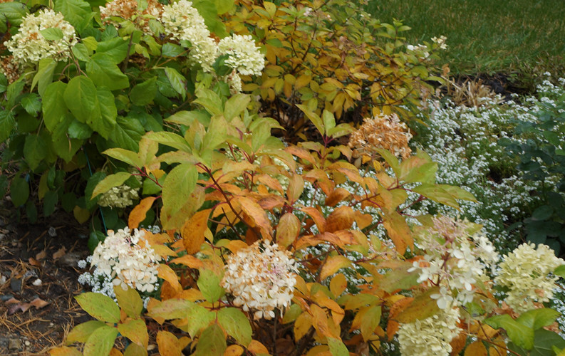 Лесной пейзаж