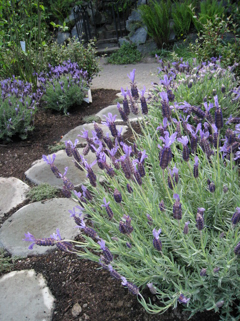Laurelhurst Residential traditional-garden