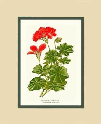 Vintage Botanical Flower Art Print: Ivy leaved Geranium