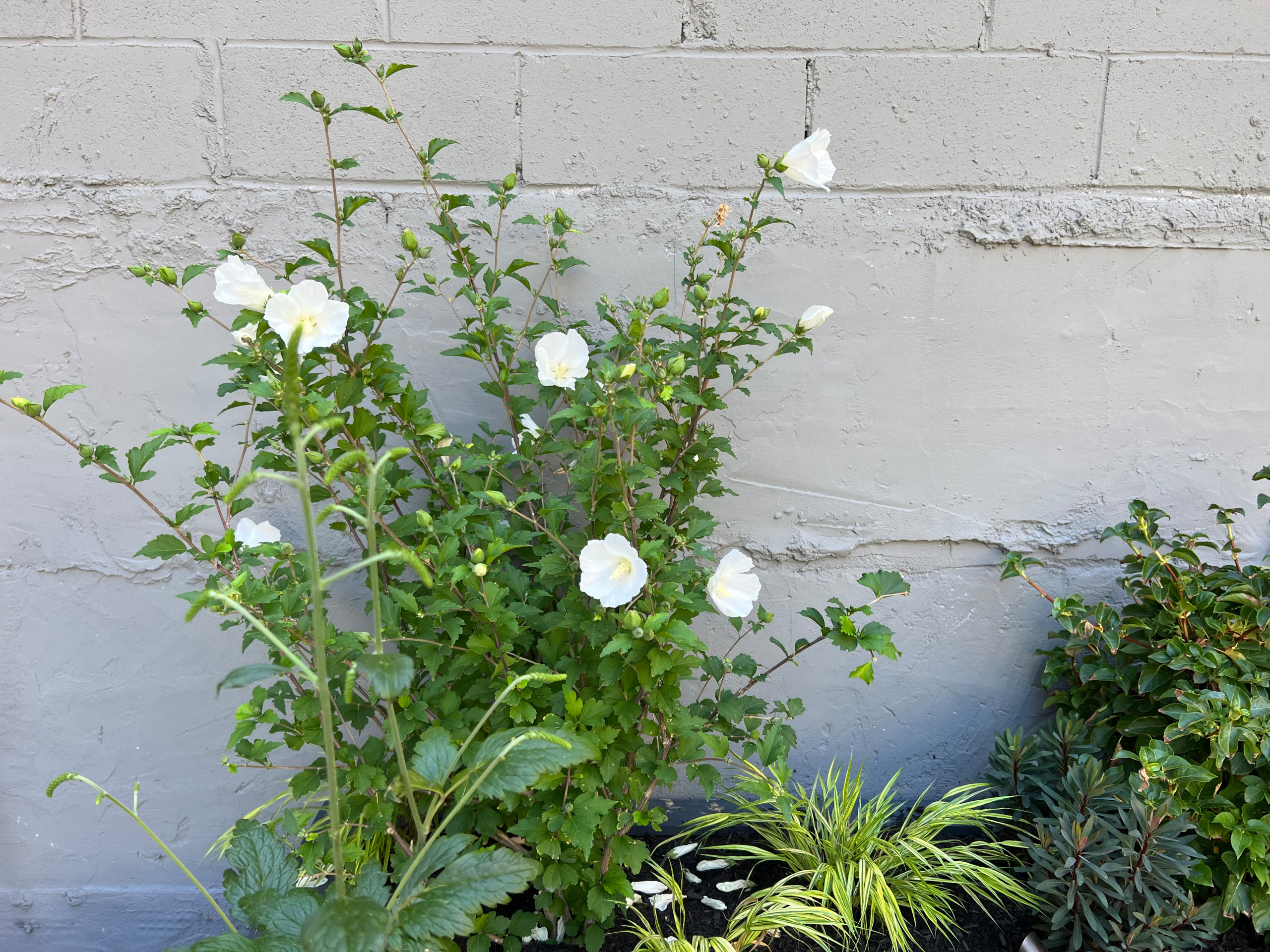 Williamsburg Terrace Garden