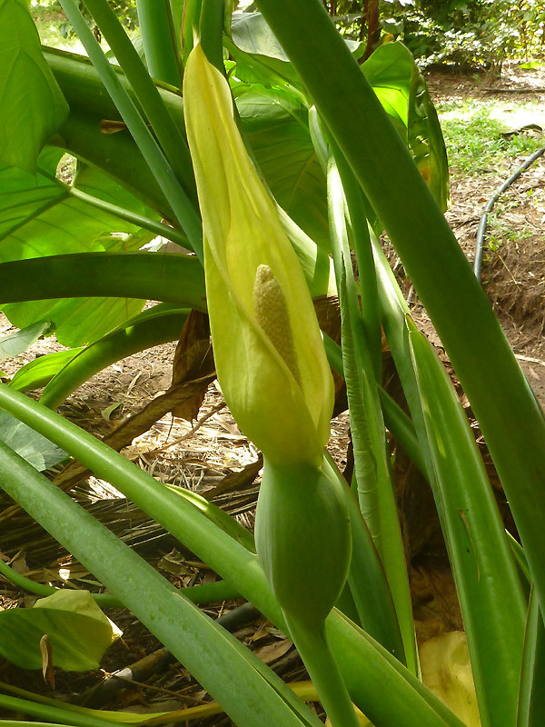 Xanthosoma robustum flowering and seeding | Houzz Forum