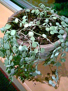  small  round leaves house  plant 